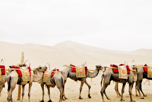 登鳴沙山你一定要騎著駱駝可是不能獨騎工作人員會把三五隻駱駝扣在一起由他牽著確保安全